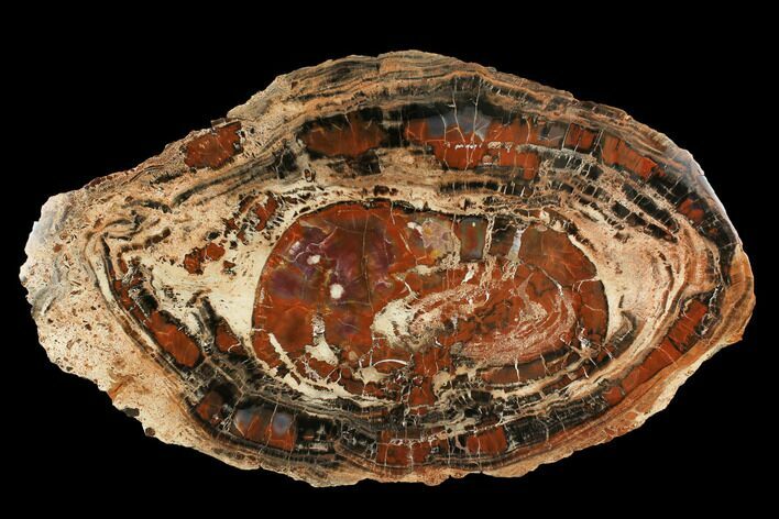 Red & Black Petrified Wood (Araucarioxylon) Slab - Arizona #145283